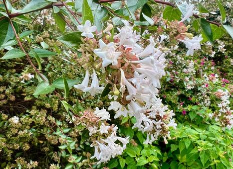 白い花  白い花  マンション,植え込み,白い小花の写真素材