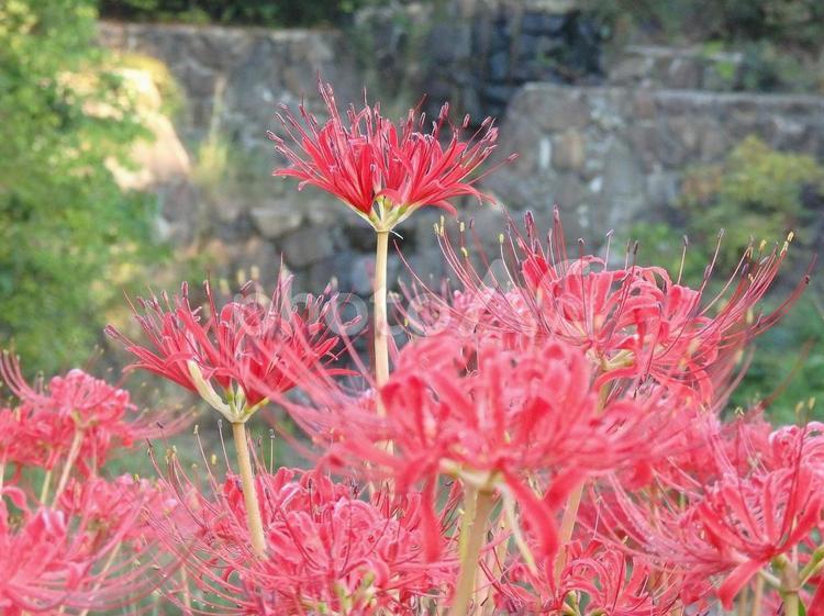 【彼岸花の写真】彼岸花か咲く風景 彼岸花,ヒガンバナ,ひがんばなの写真素材