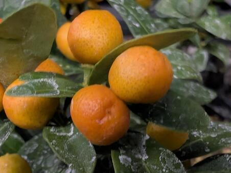 キンズ キンズ,生木,冬の写真素材