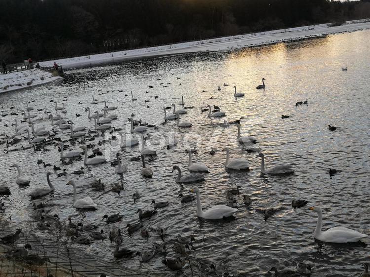 夕焼けと白鳥たち 白鳥,水域,冬の写真素材