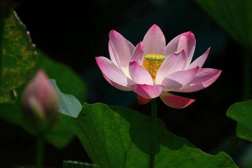 Ancient Romantic Oga Lotus, JPG Ancient Romantic Oga Lotus, JPG