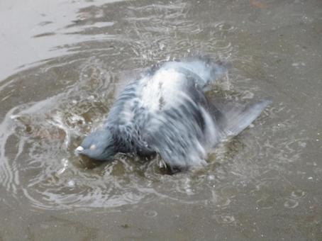 水浴びをする鳩 鳩,鳥,野鳥の写真素材