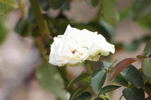 白いバラ 白いバラ 薔薇,バラ,白の写真素材
