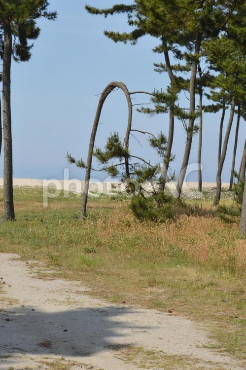 風で曲がってしまった松の木 松,木,防砂林の写真素材