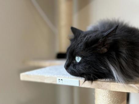 黒猫 黒猫の写真