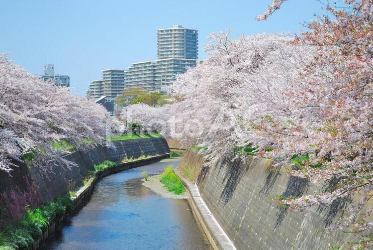 桜並木とタワーマンション２ 不動産,マンション,タワーマンションの写真素材
