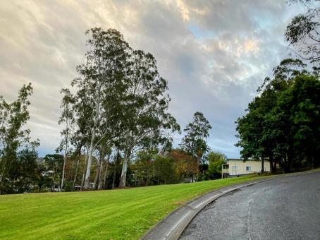 空と木 道路,木,海外の写真素材