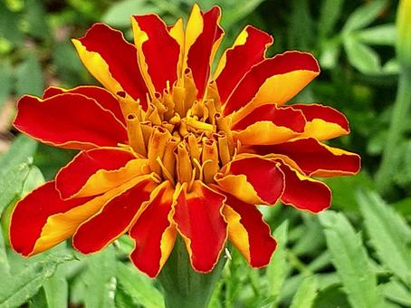 エキゾチックなマリーゴールドの写真