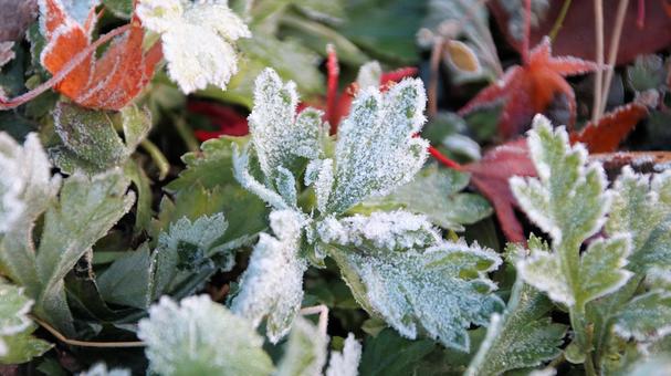 真っ白な霜が降りた11月の河口湖の朝 霜,朝,秋の写真素材