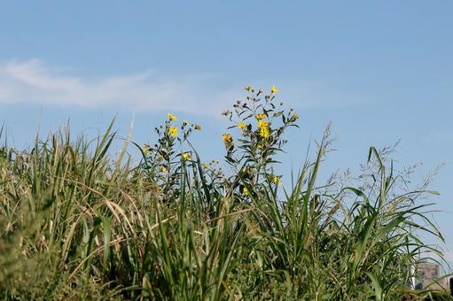 野原の黄色い花 野原の黄色い花 野原,黄色い花,自然の写真素材