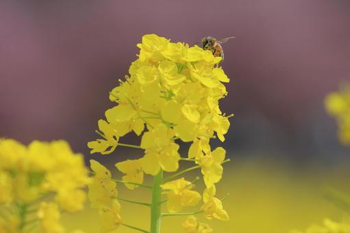 菜の花 菜の花の写真