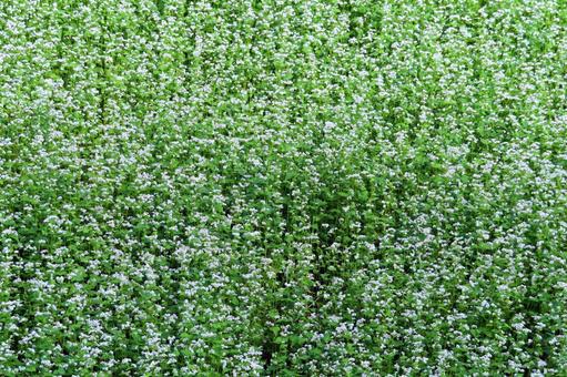 そばの花畑 そばの花畑の写真