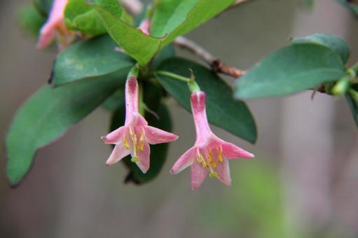 Photo, flowers and trees, macro, funnel shape, 