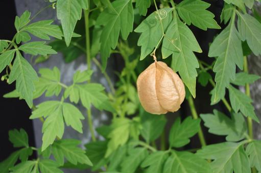 緑の葉と茶色のフウセンカズラの実 緑の葉と茶色のフウセンカズラの実 緑,葉,茶色の写真素材