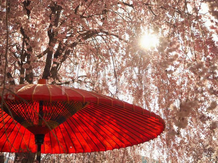 和傘と満開の桜 桜,和傘,鮮やかの写真素材