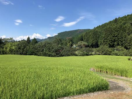 田舎の原風景 田舎の原風景 田舎,畑,田んぼの写真素材