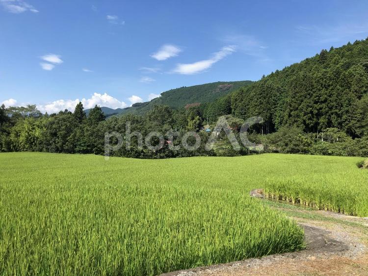 田舎の原風景 田舎,畑,田んぼの写真素材