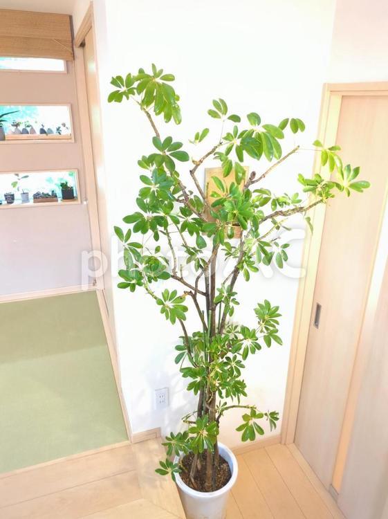 観葉植物　ホンコンカポック　シェフレラ　 観葉植物,ホンコンカポック,シェフレラの写真素材