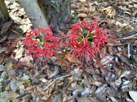 赤いヒガンバナ 二輪 曼珠沙華 赤いヒガンバナ 二輪 曼珠沙華の写真