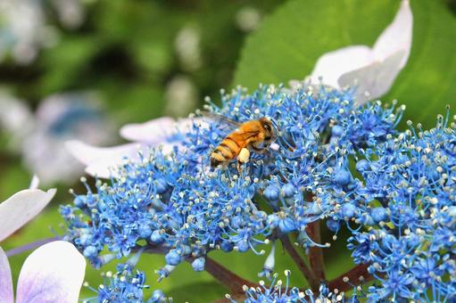 アジサイ アジサイの写真