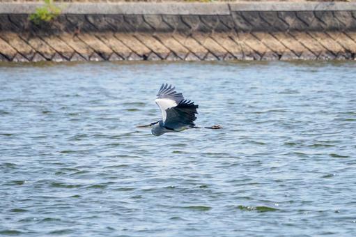 アオサギの飛翔⑸の写真