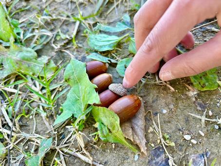 どんぐりのお昼寝 子供,こども,遊びの写真素材
