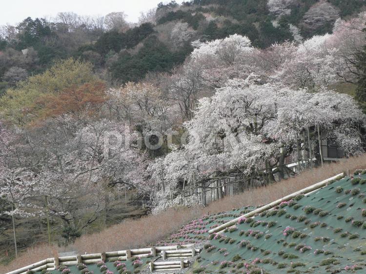 枝垂れ桜　sakura 桜,さくら,枝垂れ桜の写真素材