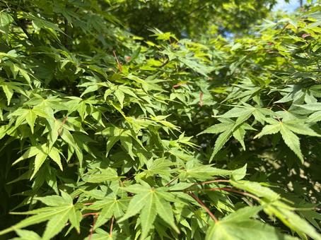 緑葉の輝き 緑葉の輝き もみじ,木,春の写真素材