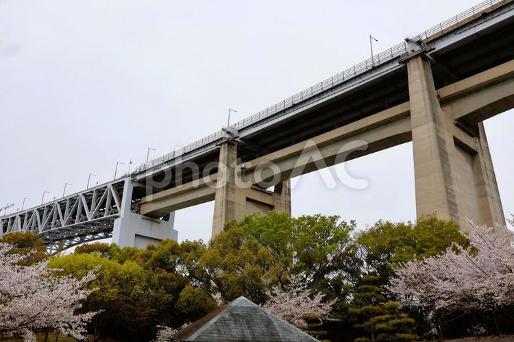 ４月中旬の瀬戸大橋記念公園の桜と瀬戸大橋 桜,ピンク,瀬戸大橋の写真素材
