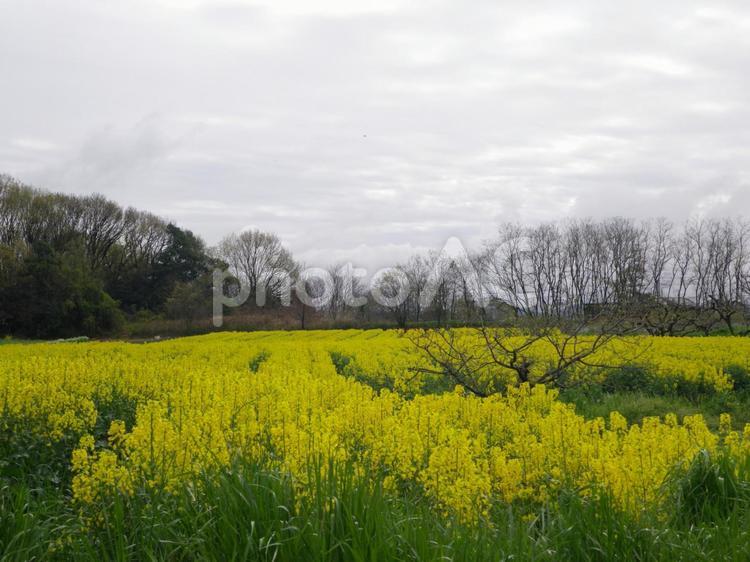 菜の花が咲く風景 菜の花,春,自然の写真素材