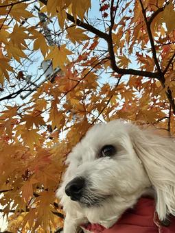 紅葉と犬 北海道,紅葉,秋の写真素材
