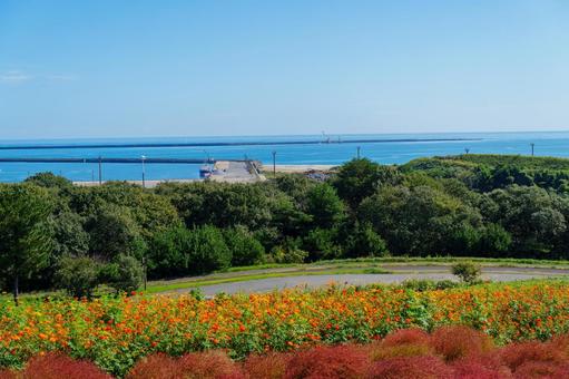 海辺に咲き誇る花々、海の見える丘 海辺に咲き誇る花々、海の見える丘 人物なし,自然の景観,風景の写真素材