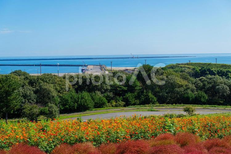 海辺に咲き誇る花々、海の見える丘 人物なし,自然の景観,風景の写真素材