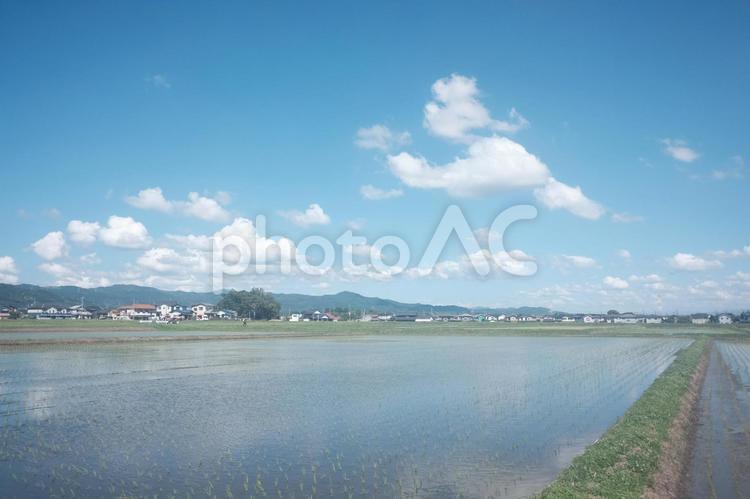 田植えの季節 田植え,田園風景,田んぼの写真素材