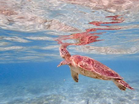 ウミガメ、海亀4 ウミガメ、海亀4の写真