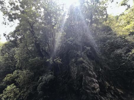 森林にそそぐ光 森林にそそぐ光の写真