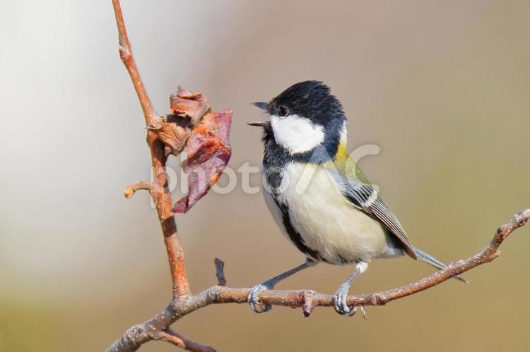 柿の皮を食べるシジュウカラの雌 シジュウカラ,四十雀,留鳥の写真素材