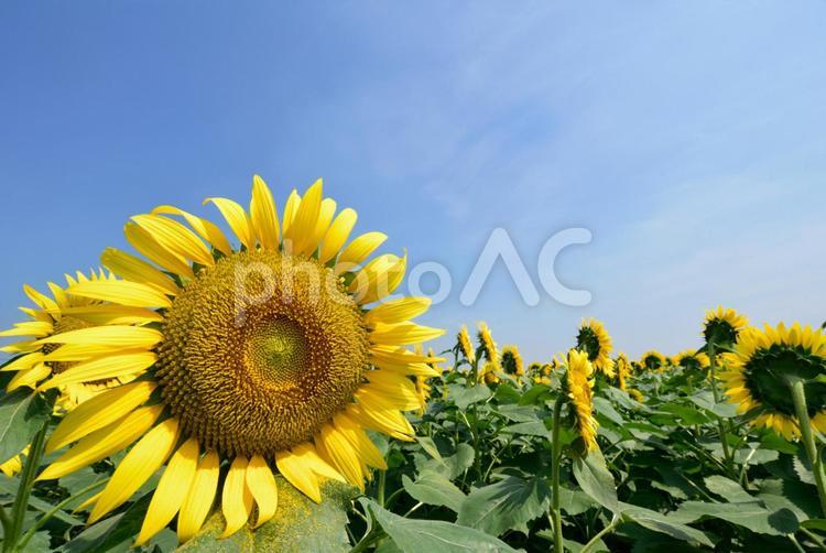 ひまわり畑の満開のひまわり ひまわり,日本,真夏の写真素材