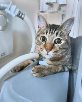 僕の好きな場所 僕の好きな場所 ねこ,ネコ,かわいいの写真素材