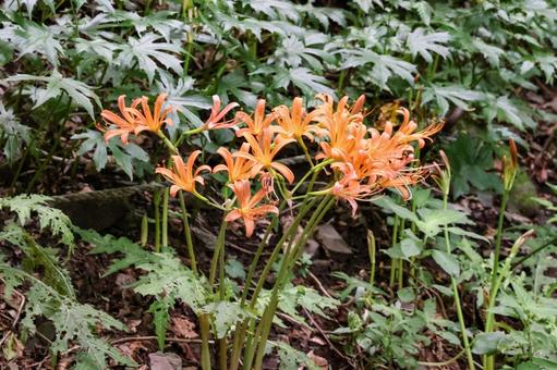 オオキツネノカミソリ オオキツネノカミソリ,花,大狐のカミソリの写真素材