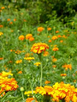 公園の花壇に群生するマリーゴールドの写真