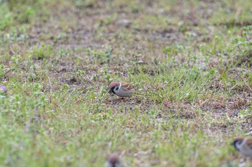 草むらで餌を探すスズメの写真