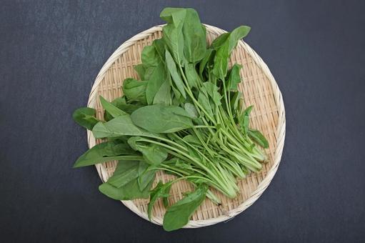 サラダほうれん草 サラダほうれん草,ほうれん草,野菜の写真素材