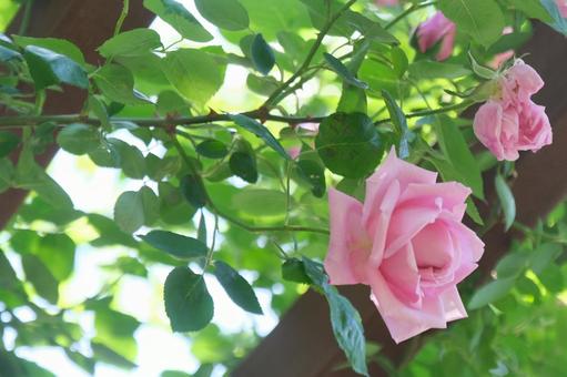 薔薇 薔薇の写真