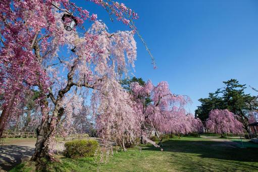 弘前城の桜 弘前城の桜の写真