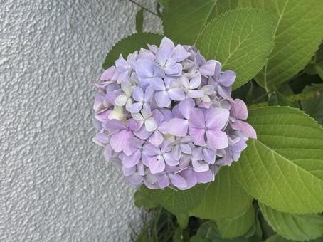 あじさい1 あじさい1 あじさい,アジサイ,ピンクの写真素材
