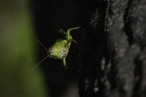 Photo, insect, locust, compound eyes, 