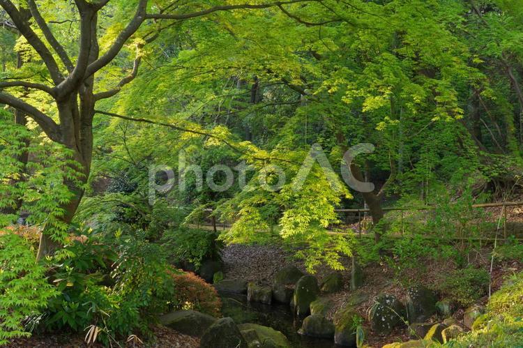 朝日に照らされる公園の新緑 新緑,モミジ,朝日の写真素材