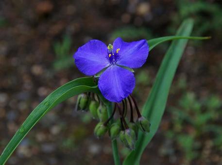 オオムラサキツユクサ オオムラサキツユクサ,大紫露草,毛萼紫露草の写真素材