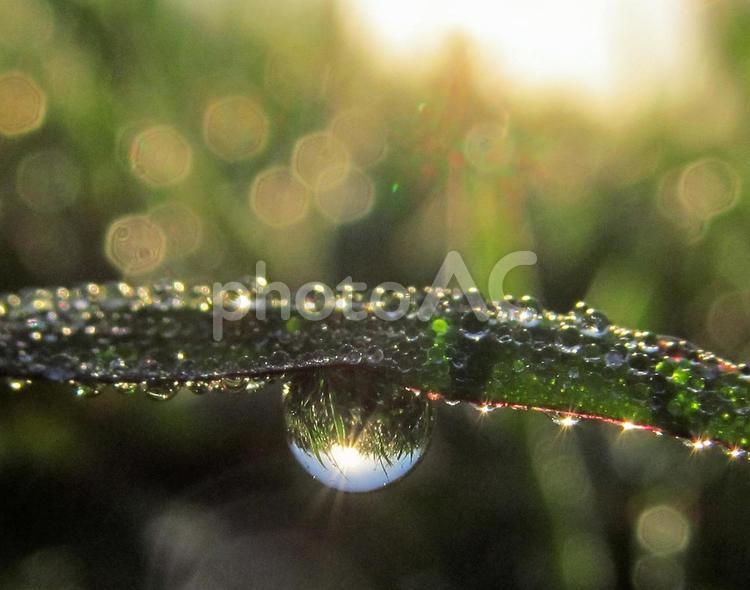 水滴と緑の葉と朝日Water drops 水滴,すいてき,waterの写真素材
